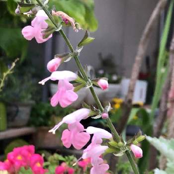 蜜な庭♥︎の画像 by カンパニュラさん | 小さな庭とサルビアとピンクの花と蜜な庭♥︎とせまい庭とピンク❤︎ピンクと小さな幸せ♡と花好きと咲いた❤と花のある暮らしとかわいい♡♡