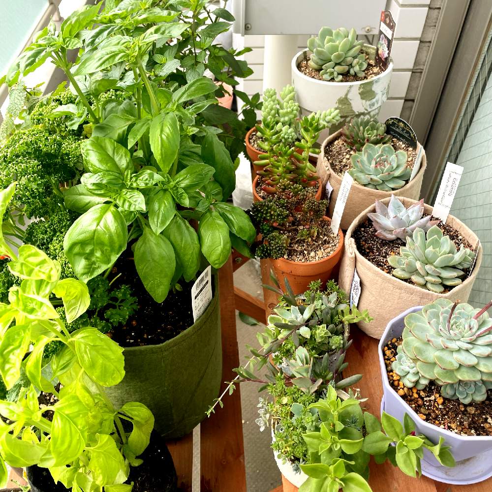 多肉植物の投稿画像 By あしかがさん ハーブの寄せ植えとハーブのある暮らしと多肉植物のある暮らし 21月6月23日 Greensnap グリーンスナップ