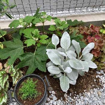 ダンゴムシ被害者の投稿画像一覧 Greensnap グリーンスナップ