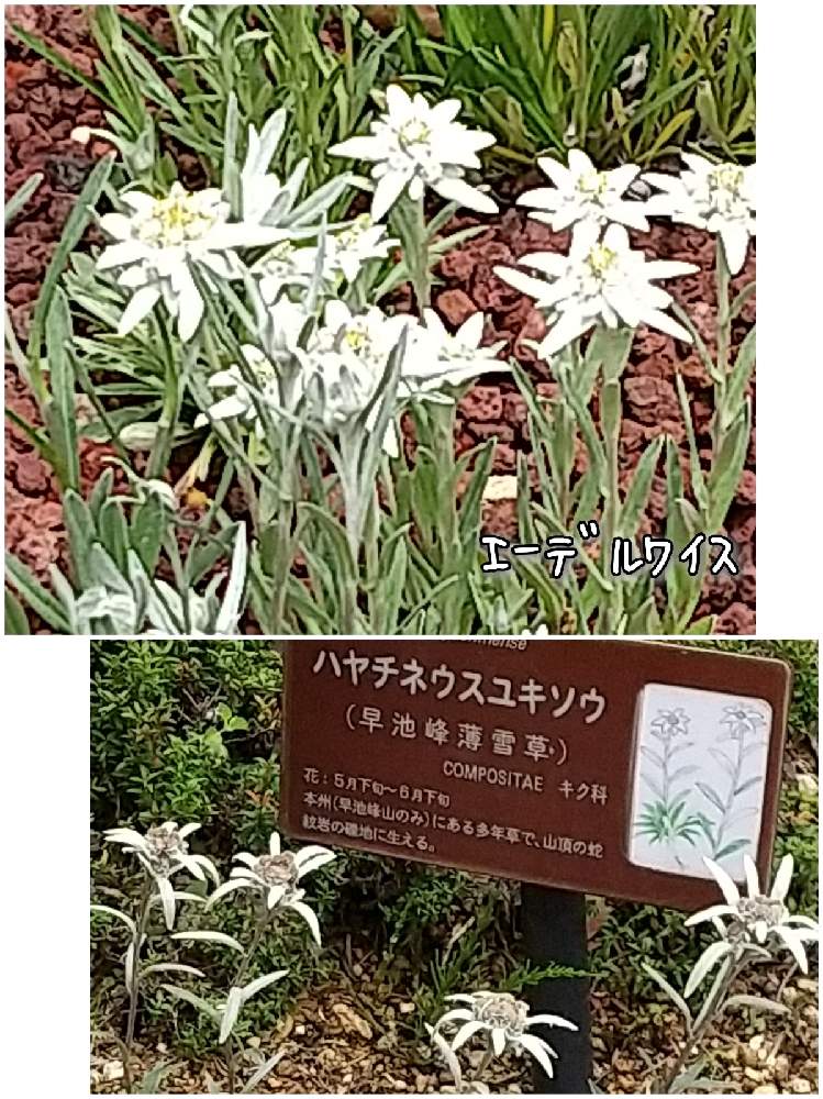 箱根湿生花園の投稿画像 By ビビ アンさん 今日のお花と高山植物 とお出かけ先と エーデルワイスとハヤチネウスユキソウ と箱根湿生花園 と今日のお花と高山植物 と エーデルワイスとハヤチネウスユキソウ 21月6月23日 Greensnap グリーンスナップ