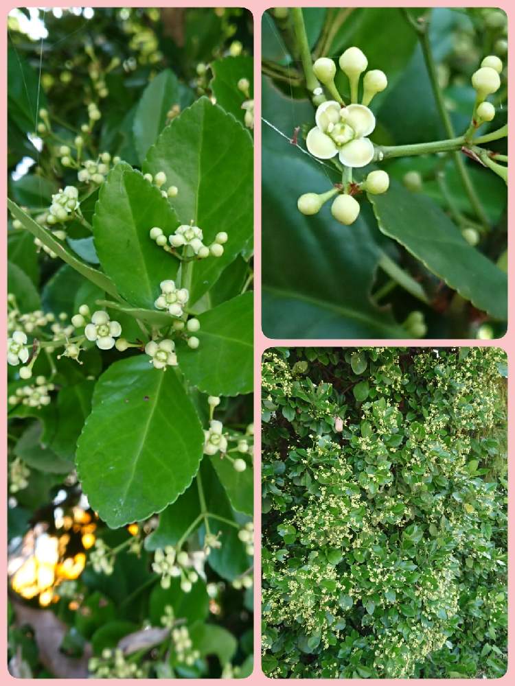 マサキの投稿画像 By 鈴さん つぼみに魅せられてと常緑低木と庭の木と白い花 と散歩中 21月6月23日 Greensnap グリーンスナップ