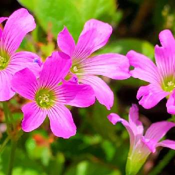 薄いピンクのお花の画像 by EMIさん | お散歩と花のある暮らしと薄いピンクのお花