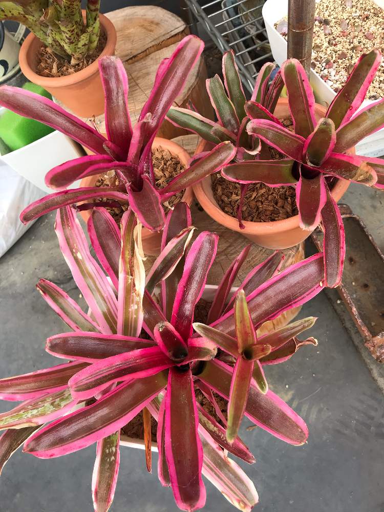 ネオレゲリア ファイヤーボールの投稿画像 By モカにゃんさん 多肉植物とおうち園芸とネオレゲリアと多肉女子と多肉植物とサボテンとネオレゲリア ファイアーボールとタニラーとサボテンの花とバルコニスト 21月6月23日 Greensnap グリーンスナップ