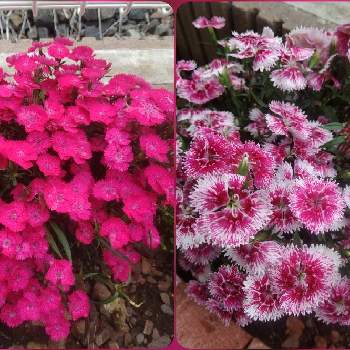 撫子 ダイアンサス テルスターの投稿画像一覧 Greensnap グリーンスナップ