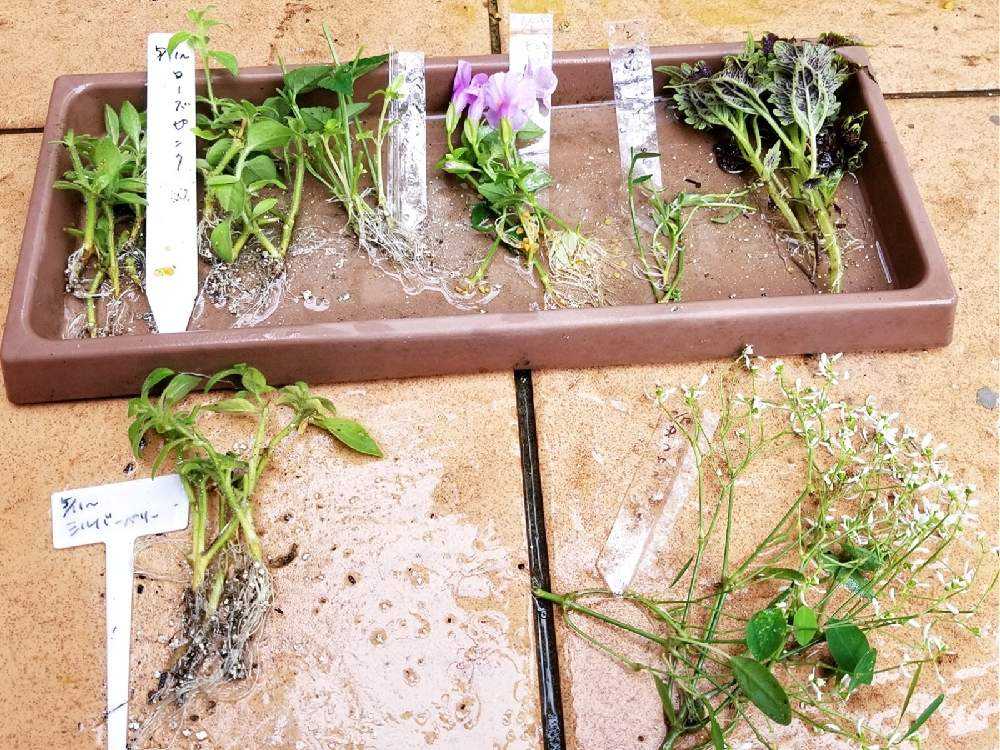 🌱挿し芽&挿し木🌱でふやそう🙋｜🍀GreenSnap（グリーンスナップ）