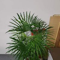 シュロチクの育て方 水やりや植え替え 剪定の方法は Greensnap グリーンスナップ