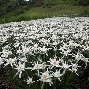 エーデルワイスの花の投稿画像一覧 Greensnap グリーンスナップ