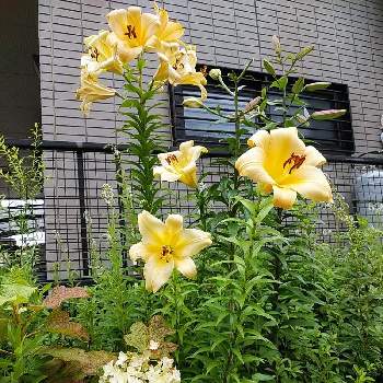 クリーム色のユリの投稿画像一覧 Greensnap グリーンスナップ