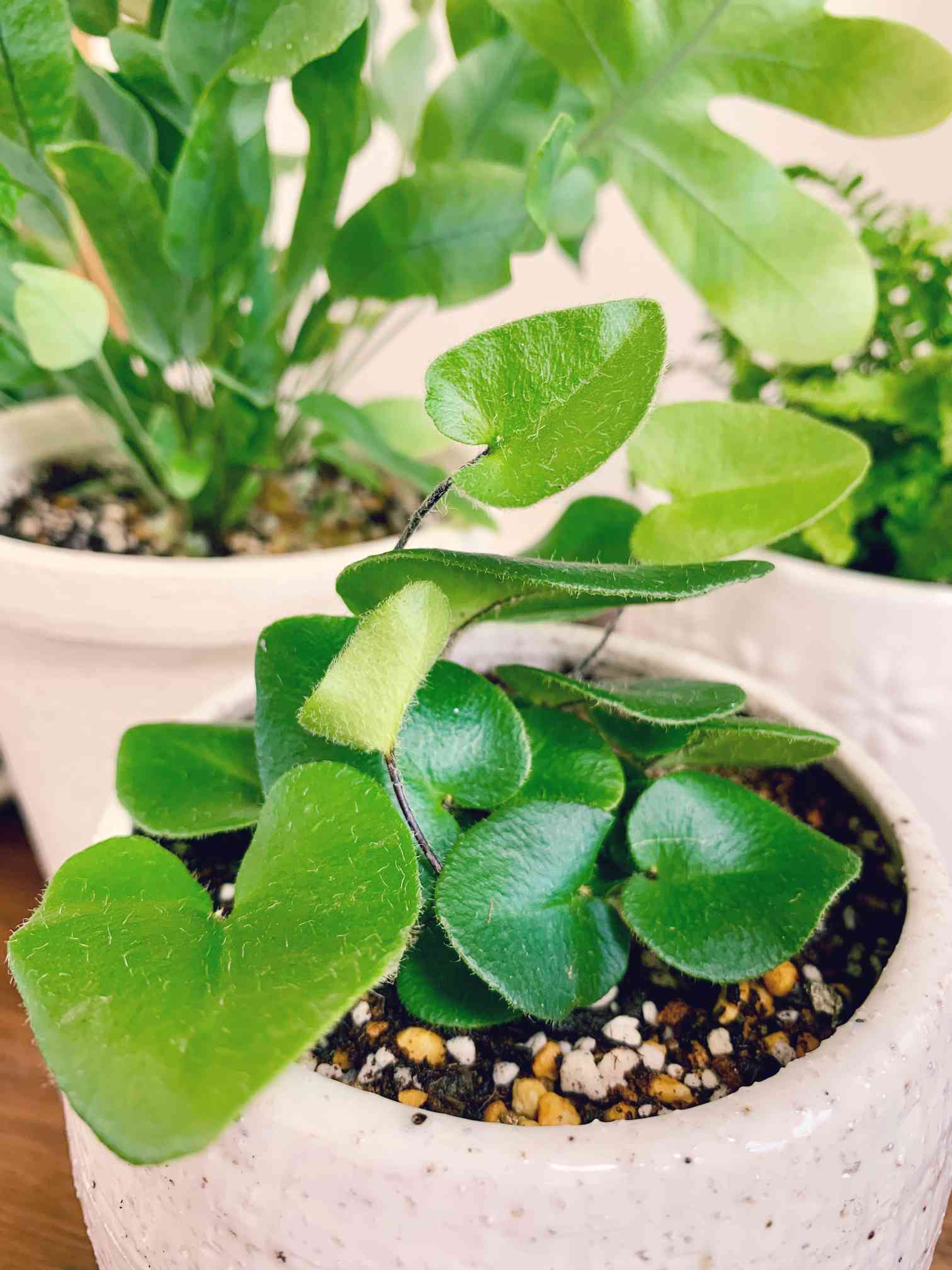 観葉植物 少しレア シダ植物 ヘミオニティス アリフォリア
