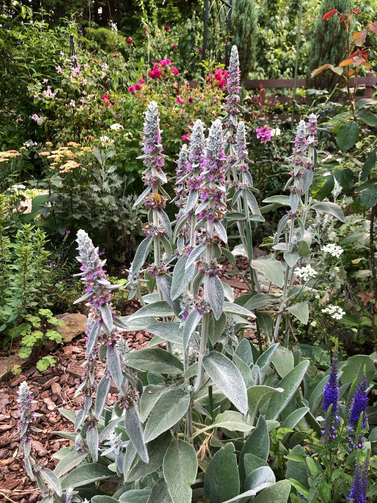 ラムズイヤーの投稿画像 By まめ157さん 花壇とマイガーデンとナチュラルガーデンと今日の一枚とガーデニングと花のある暮らしと庭の宿根草 21月6月23日 Greensnap グリーンスナップ