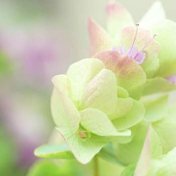 日当たり悪い家の投稿画像一覧｜🍀GreenSnap（グリーンスナップ）