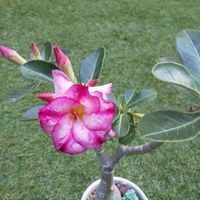 アデニウム,天空のバラ,☆りん☆のアデニウム八重ちゃん,多肉植物,塊根植物の画像