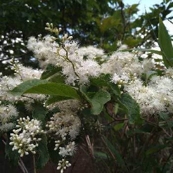 サワフタギの投稿画像一覧 Greensnap グリーンスナップ