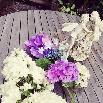 不思議の国の植物の画像 by charlieさん | 小さな庭と紫陽花ときれいなお花と不思議の国のアドベンチャーと不思議の国の植物と花ブローチ倶楽部