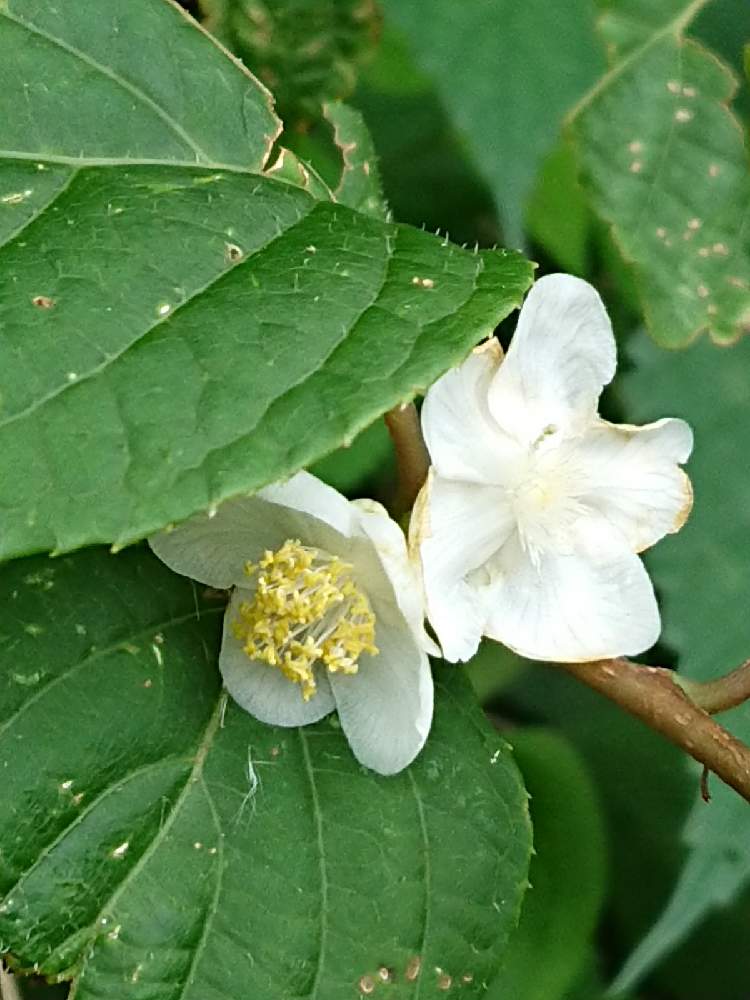 マタタビの投稿画像 By Pomさん スマホ撮影とマタタビの花 と野草と山野草大好きと山野草と山野草大好き協会とgsミニモニ と生命力が強いと在来種と マタタビ科 21月6月23日 Greensnap グリーンスナップ