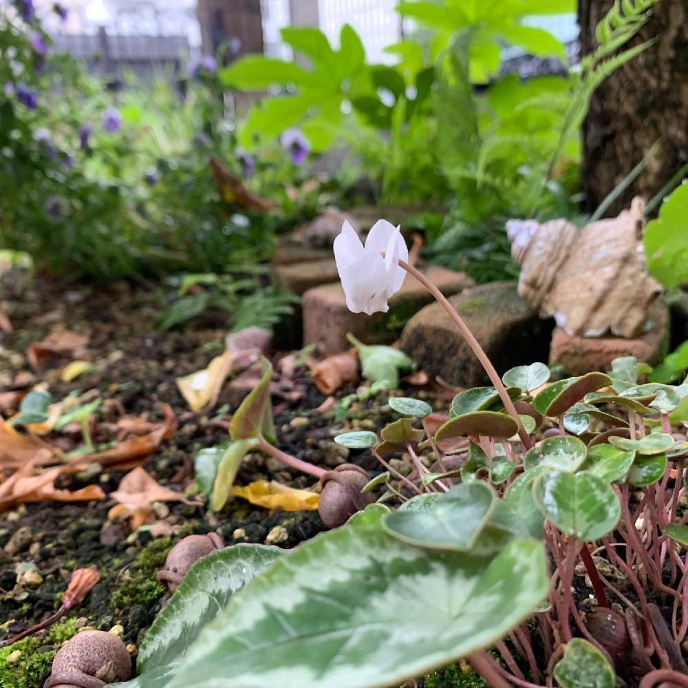 小さな庭の画像 by guchaさん | 小さな庭とヘデリフォリウムとCyclamen hederifoliumと魅惑の原種シクラメンとロザん家の花壇とわれら17年組