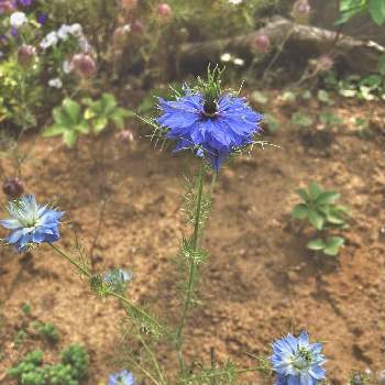 零れ種ニゲラの画像 by かぶとさん | 小さな庭と青い花と勝手に育つと完全雨晒しと地植えと零れ種ニゲラ