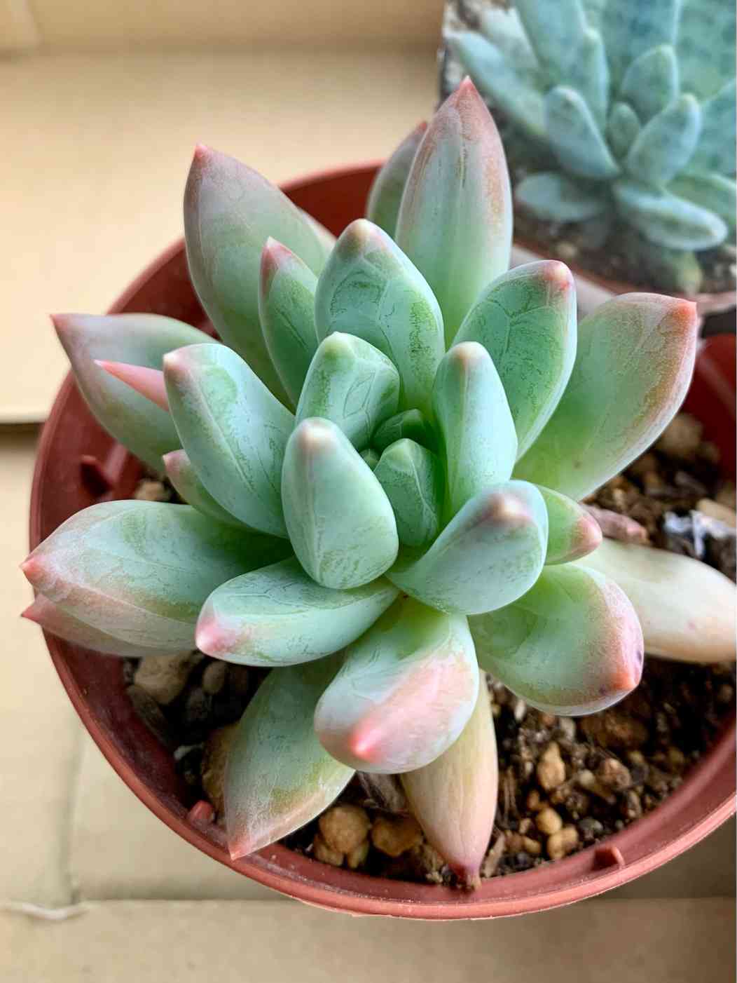 多肉植物^o^ 葉挿し赤ちゃん千代田の松錦 千代田の松の育て方｜日当たりや水やりの加減は？葉挿しの方法は