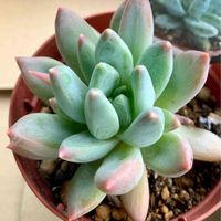 千代田の松,多肉植物,紅葉する多肉,パキフィツム,多肉大好きの画像