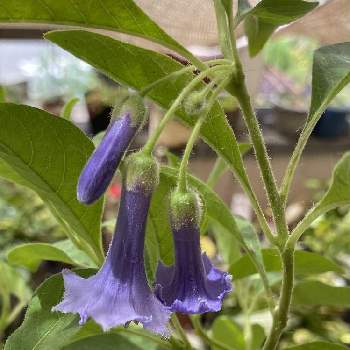 ベル型の花の投稿画像一覧 Greensnap グリーンスナップ