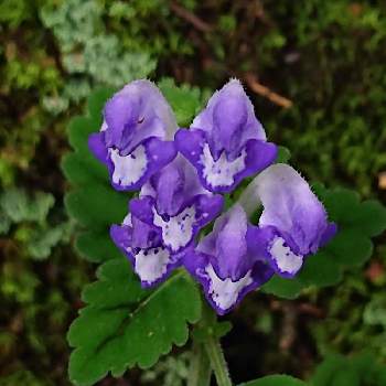 シソバタツナミソウの投稿画像一覧 Greensnap グリーンスナップ