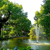 アジサイ,紫陽花,クスノキ,クスノキ,楠木の画像