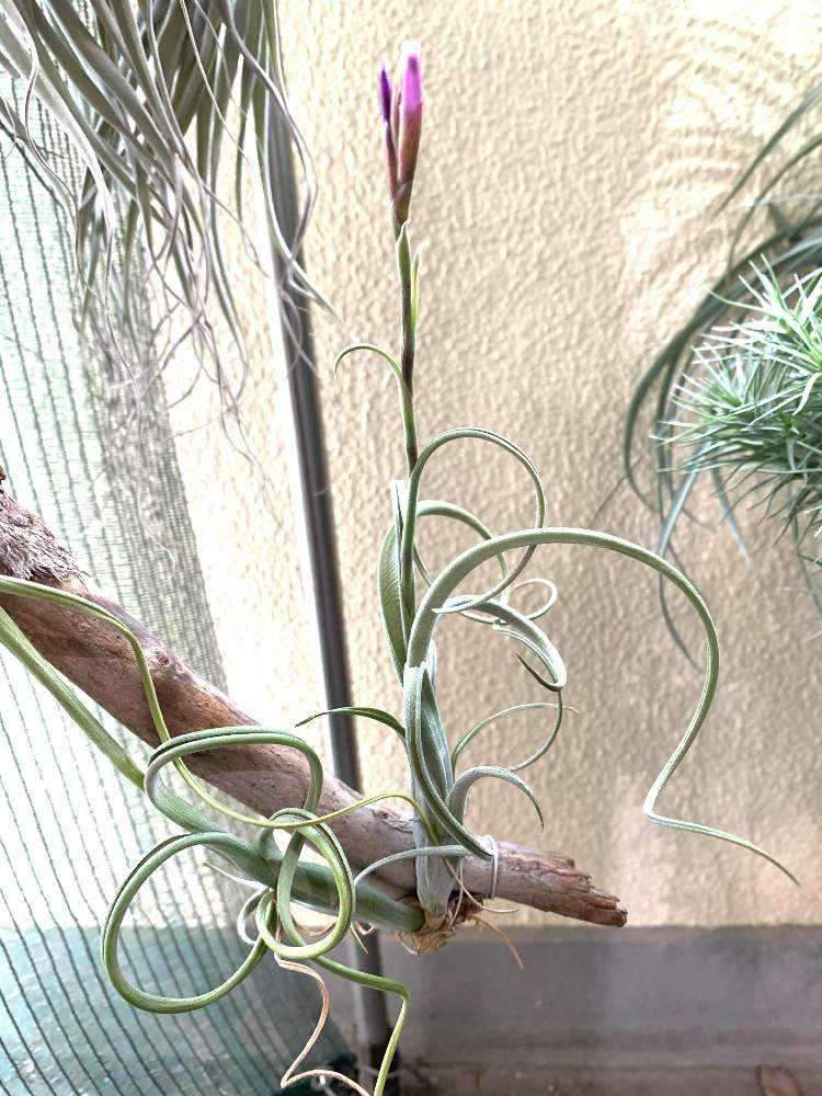 チランジア　Remembrance　開花株 開花株】チランジア・ミオスラ T. myosura - Frontier Plants ONLINE