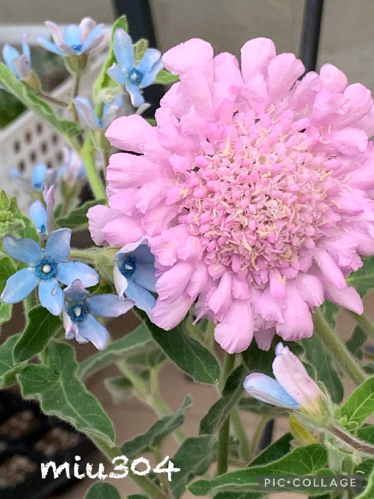 ブルースター の投稿画像 By Miu304さん スカビオサ ピンクレースとgs2年生とスカビオサ ピンクとスカビオサの花 21月6月23日 Greensnap グリーンスナップ
