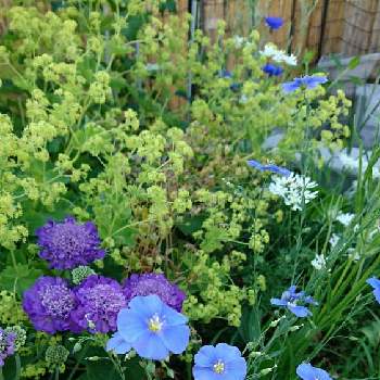 宿根アマの投稿画像一覧 Greensnap グリーンスナップ 宿根アマの投稿画像一覧 Greensnap グリーンスナップ