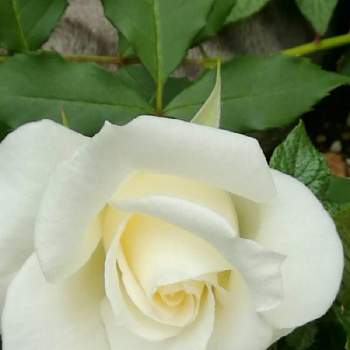 ジュビレドモナコの画像 by Keittyさん | 小さな庭とバラとジュビレドモナコと白い花♡
