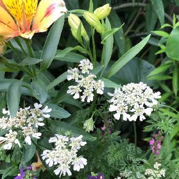 せまい庭の画像 by カンパニュラさん | 小さな庭とオルレアと蜜な庭♥︎とせまい庭とだいすき♥️と花好きと咲いた❤と花のある暮らしと白い花