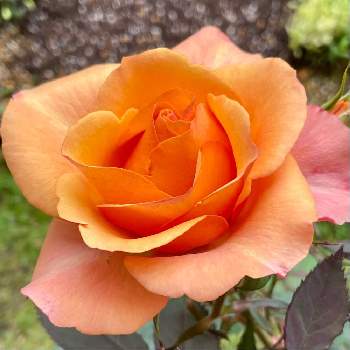 2021年6月に投稿した花の画像 by PT_yamahiroさん | 小さな庭とバラとスマホ撮影とオレンジ色の花と我が家の花達と花壇とアップ写真とフラワーとマイガーデンとGS映えとおうち園芸と植中毒と2021年6月に投稿した花と我が家の花壇とお花畑    と我が家の庭と花好きとガーデニングと花のある暮らしとお花とお花好き