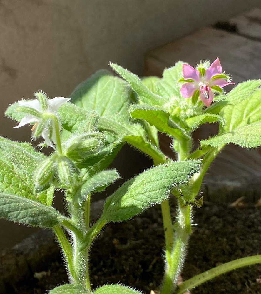 ボリジを種から初めて育ててみる Greensnap グリーンスナップ