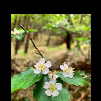 カマツカの投稿画像一覧 Greensnap グリーンスナップ