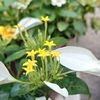 コンロンカ（ハンカチの花）の画像 by ビタミンR-1さん | 小さな庭とコンロンカ（ハンカチの花）と花のある暮らしと熱帯植物とチーム福岡