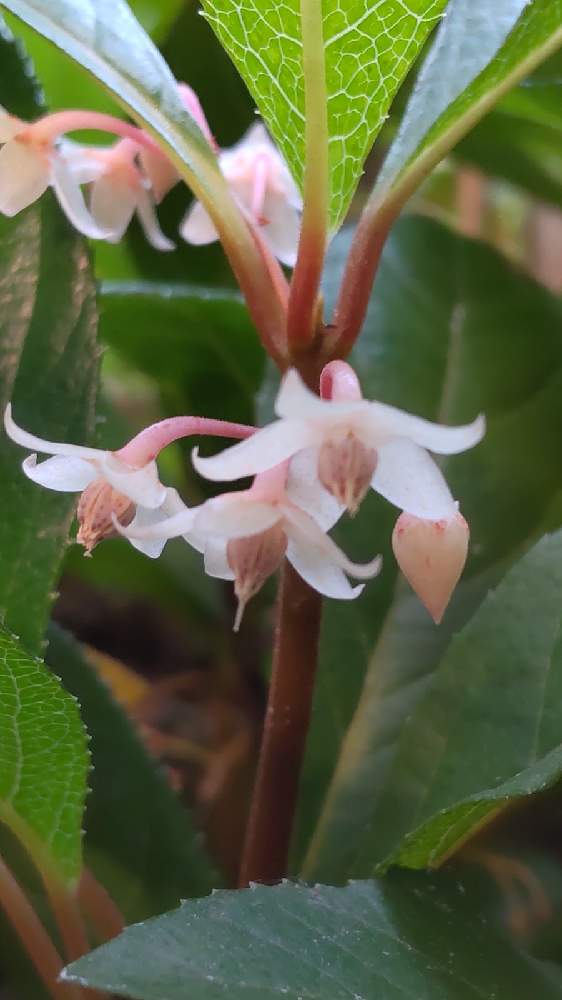 ヤブコウジ 十両 の投稿画像 By Npaさん にわとヤブコウジ と朝のパトロール 21月6月24日 Greensnap グリーンスナップ