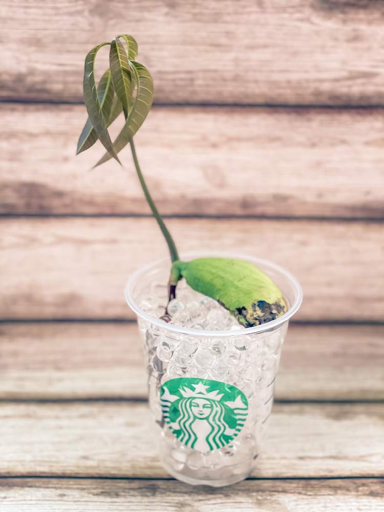 マンゴーの投稿画像 By Chiさん 観葉植物と植物のある暮らしと植物好きと繋がりたいとマンゴーの栽培とマンゴー種からと植物大好き 21月6月24日 Greensnap グリーンスナップ