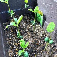 枝豆《丹波の黒豆》,種まきっ子,ベランダ菜園,プチ家庭菜園,黒豆の画像