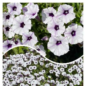 スーパーチュニア　ビスタミニ　クリスタルの画像 by ピコさん | スーパーチュニア　ビスタミニ　クリスタルとガーデニングと庭の花