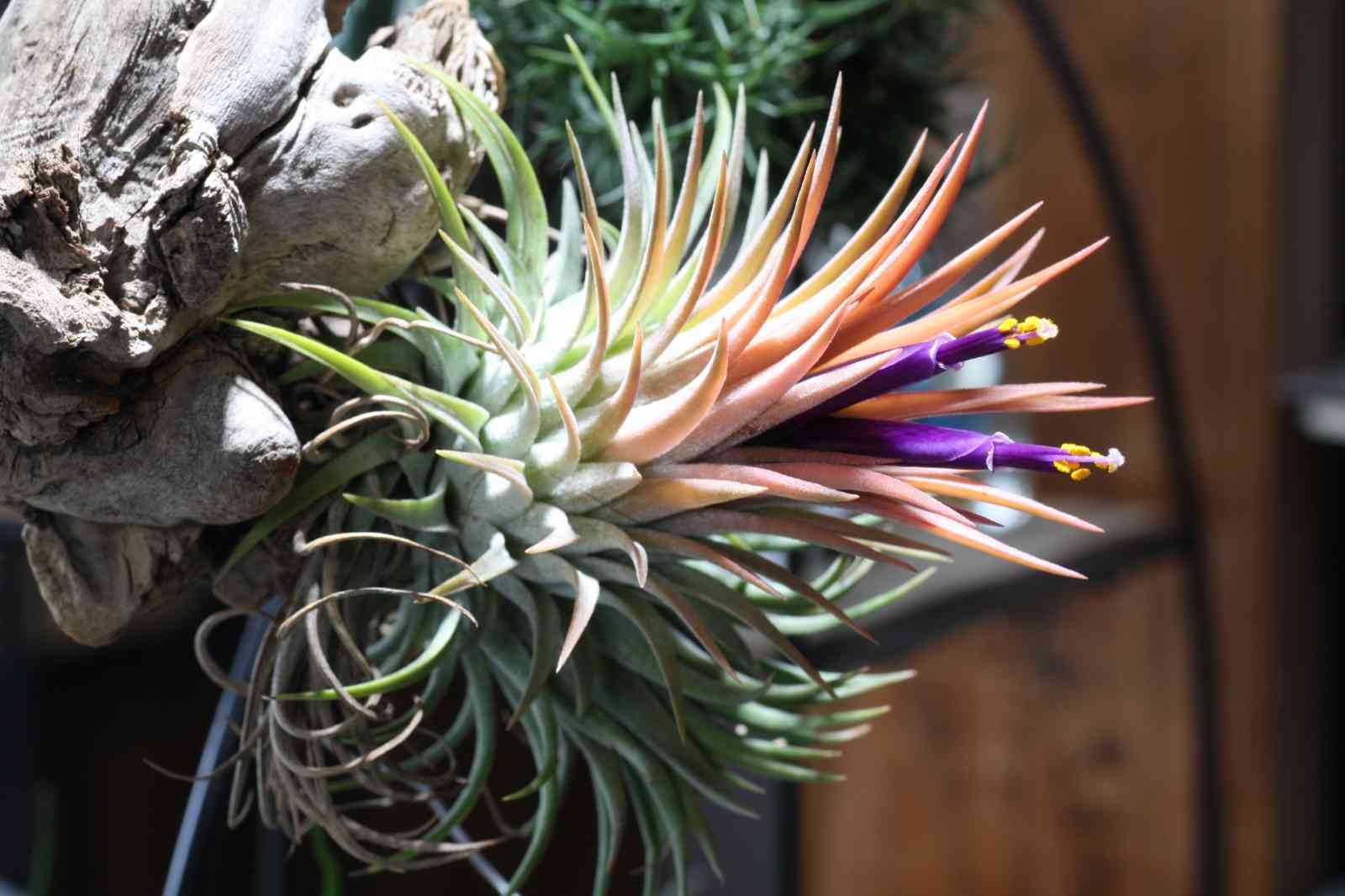 Tillandshia ionantha Pinecone hyb｜🍀GreenSnap（グリーンスナップ）