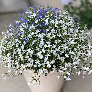 まんまるアズーロコンパクトの投稿画像一覧 Greensnap グリーンスナップ