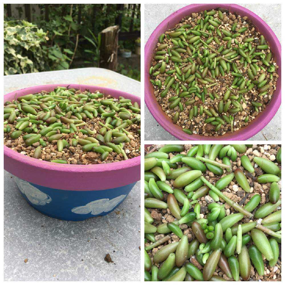 虹の玉が溢れるまで Greensnap グリーンスナップ