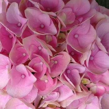 紫陽花ハイドランジアの画像 by レモンさん | 小さな庭と紫陽花☆とピンクの花と紫陽花ハイドランジアとおうち園芸と可愛い♡