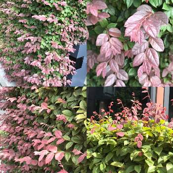 赤い葉っぱの投稿画像一覧 Greensnap グリーンスナップ