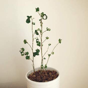 くるくる葉っぱの投稿画像一覧 Greensnap グリーンスナップ