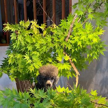トイプーの画像 by nonnonさん | 部屋とモミジと観葉植物とわが家の観葉植物❢とトイプーと観葉植物のある暮らしとインテリアグリーン
