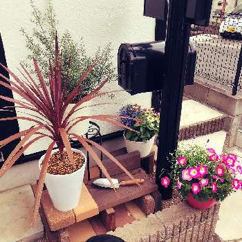 コルジリネ レッドスターの育て方 Greensnap グリーンスナップ