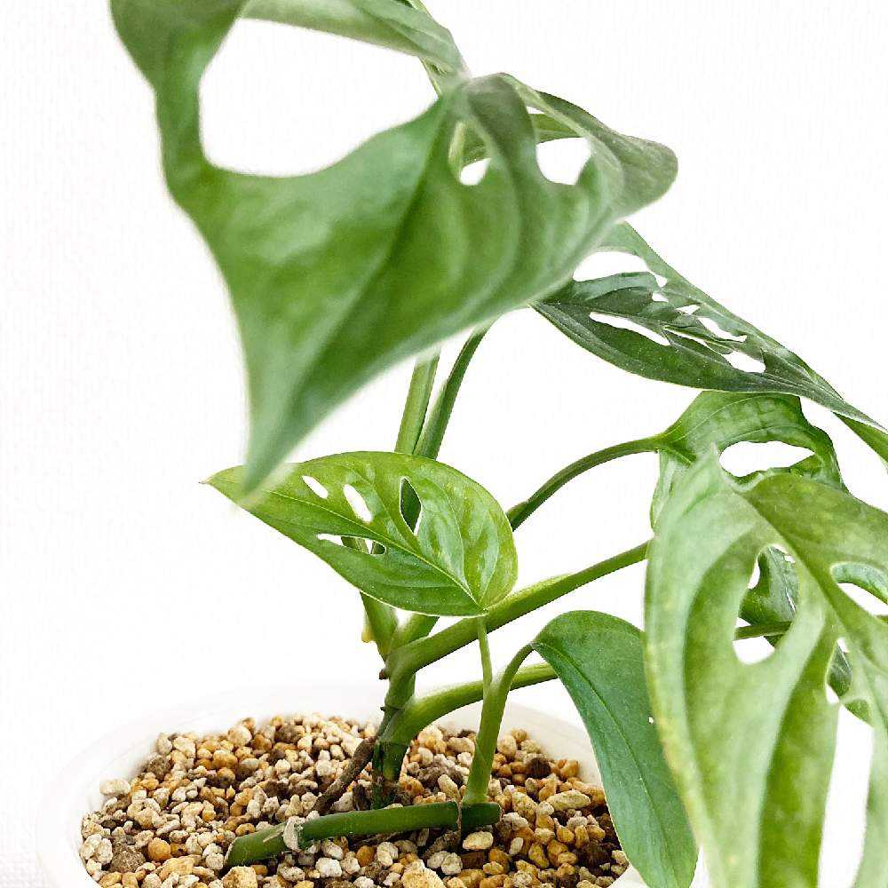 カット苗のマドカズラを早く増やす方法｜🍀GreenSnap（グリーン