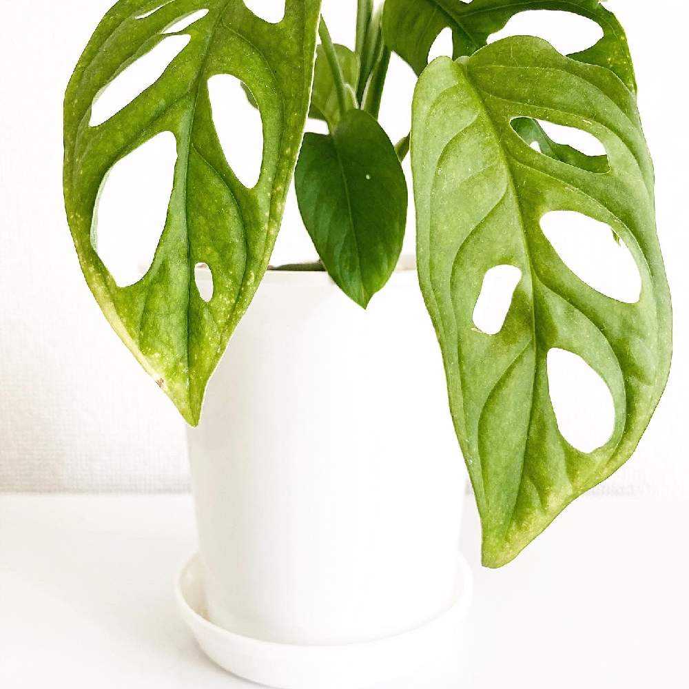 カット苗のマドカズラを早く増やす方法｜🍀GreenSnap（グリーン