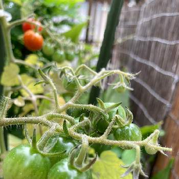 ミニトマト栽培の画像 by まるさん | 小さな庭と鉢植えとミニトマト栽培